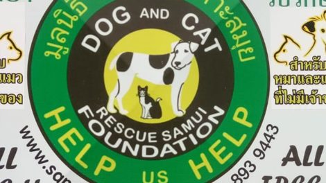 Dog And Cat Rescue Samui Foundation