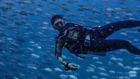 Koh Tao Diving