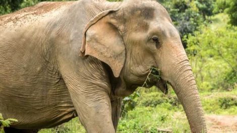 Samui Elephant Sanctuary