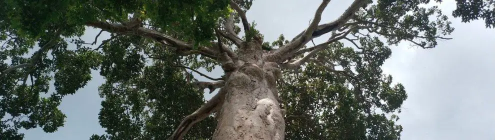 Biggest Yang Na Tree