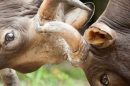 Buffalo Fighting