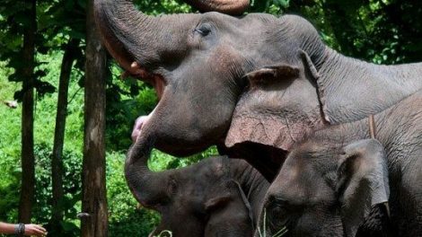 Elephant Trekking