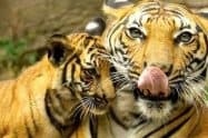Koh Samui Tiger Zoo